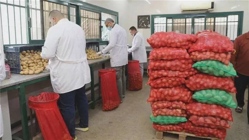 الزراعة: فحص 970 ألف طن بطاطس للتصدير وتعزيز الرقابة بالأقمار الصناعية