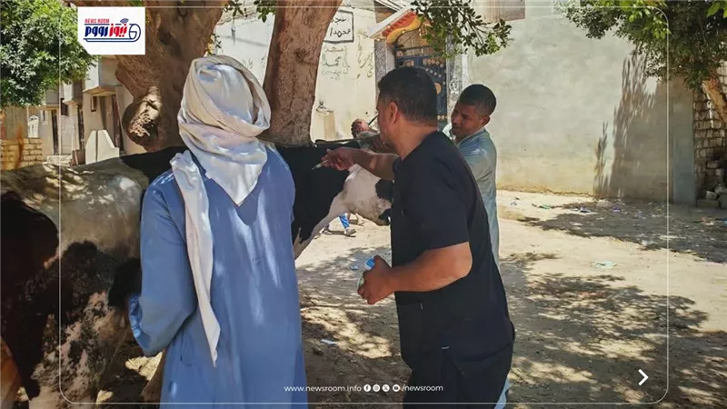 تحصين أكثر من 127 ألف رأس ماشية بالمنيا ضمن الحملة القومية للحمي القلاعية 