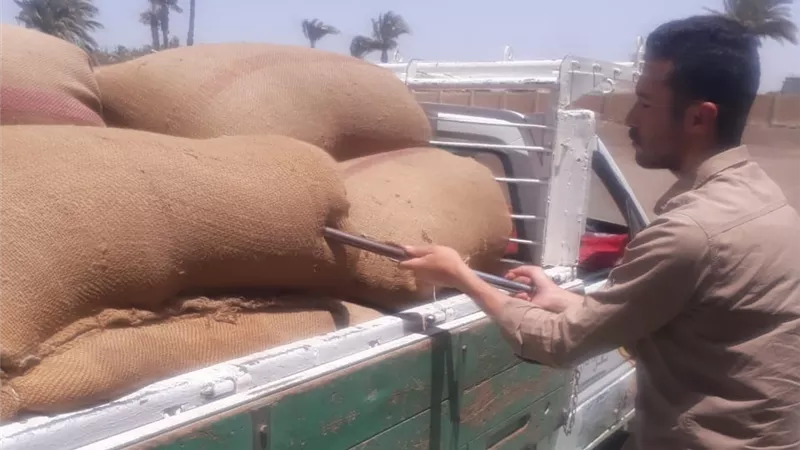 كيف يساهم زيادة سعر توريد القمح في تحقيق الاكتفاء الذاتي؟.. زراعة النواب ترد