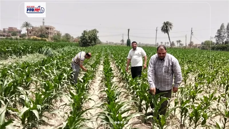 محافظ الفيوم يتابع جهود مديرية الزراعة في تعزيز التنمية الزراعية المستدامة