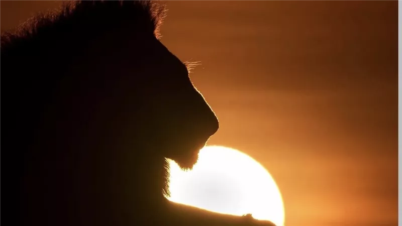 وسط الحيوانات.. مصور يوثق غروب الشمس في الحياة البرية في إفريقيا 