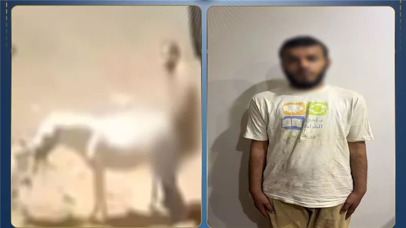  ضبط المتهم بالتعدي على حمار في القليوبية.. وتبين معاناته من اضطرابات نفسية