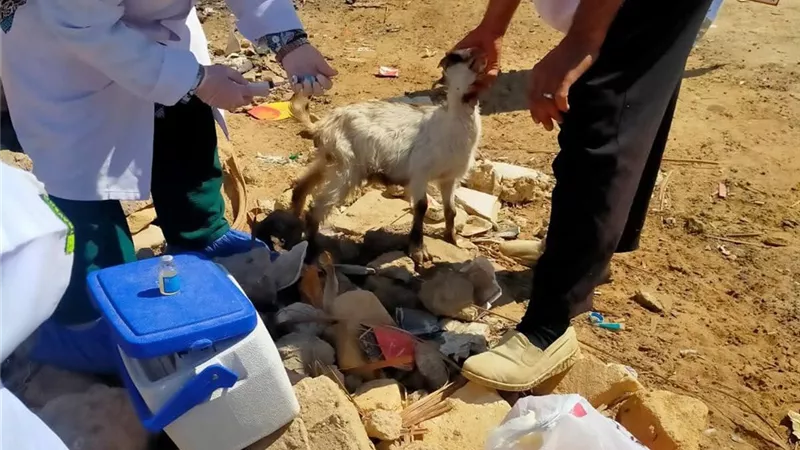 علاج 715 حالة خلال قافلة بيطرية مجانية بعيون موسى لدعم الثروة الحيوانية