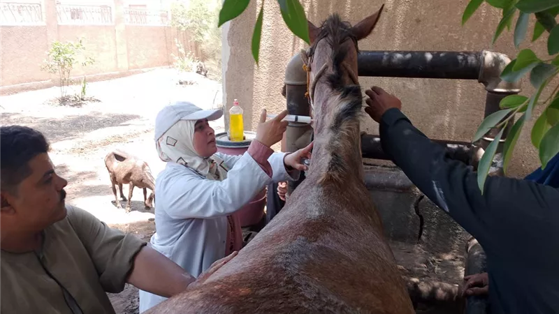 بيطرى الشرقية يُنظم قافلة طبية علاجية مجانية بقرية هربيط بمركز أبوكبير
