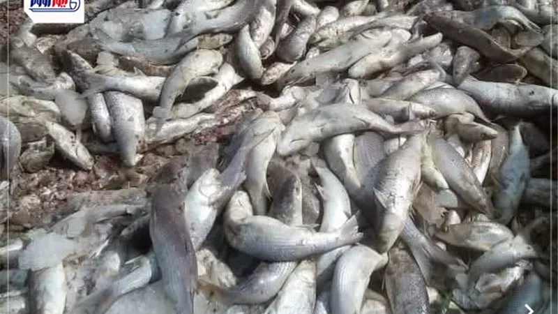 قبل وصولها للمواطنين.. ضبط طن ونصف أسماك بوري فاسدة بكفر الشيخ
