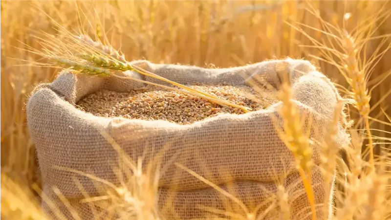قفزة في توريد القمح المحلي المصري بزيادة 15% مقارنة بالعام الماضي