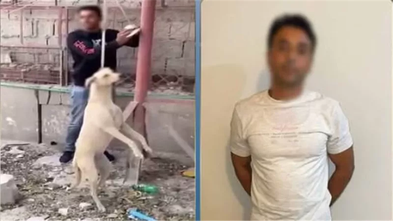 واقعة قديمة بدولة عربية.. ضبط المتهم بالتعدي على كلب ضال حتى نفوقه في الدقهلية