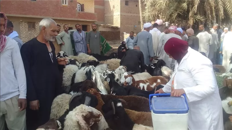 الجيزة تحصن 227 ألف رأس ماشية وتضبط 27 طنًا من اللحوم الفاسدة