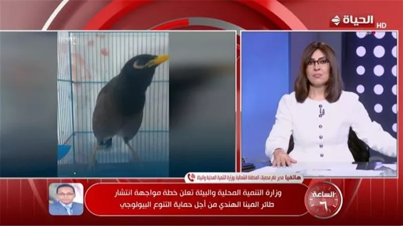 وزارة البيئة: طائر المينا الهندي غازي وخطر وينقل الأمراض في 20 محافظة