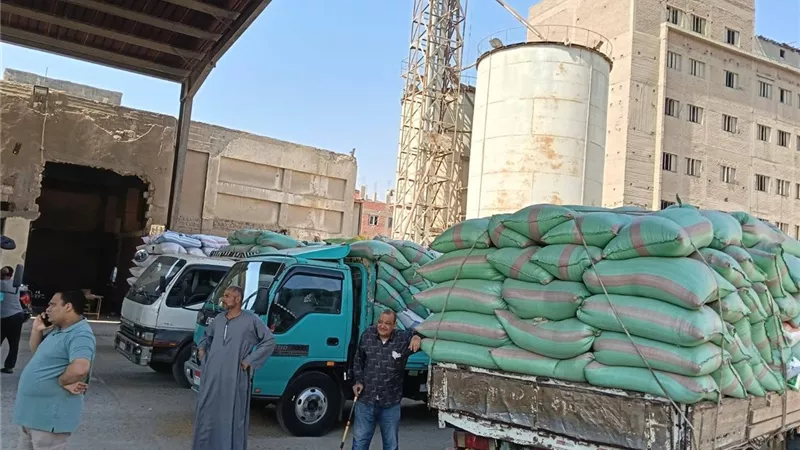 الجيزة: استلام أكثر من 500 ألف طن من القمح المحلي بمواقع التخزين بالصوامع