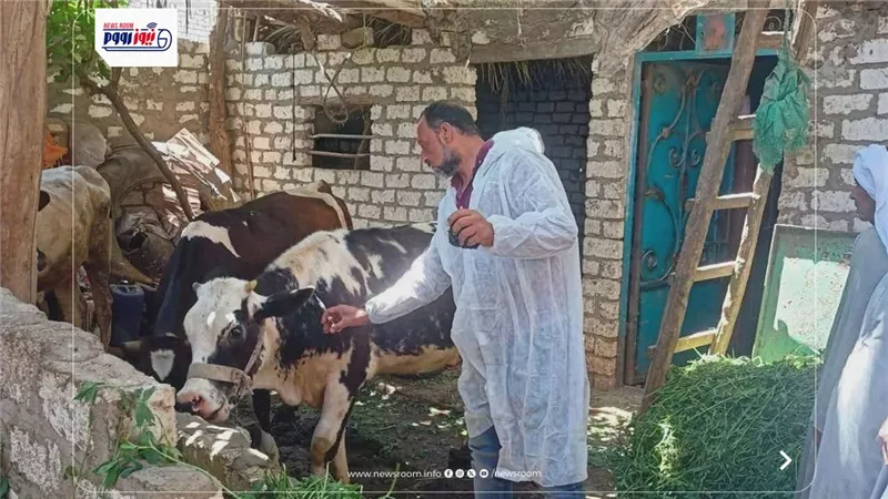 انطلاق حملة قومية لتحصين الماشية ضد الحمى القلاعية والوادي المتصدع بالمنيا