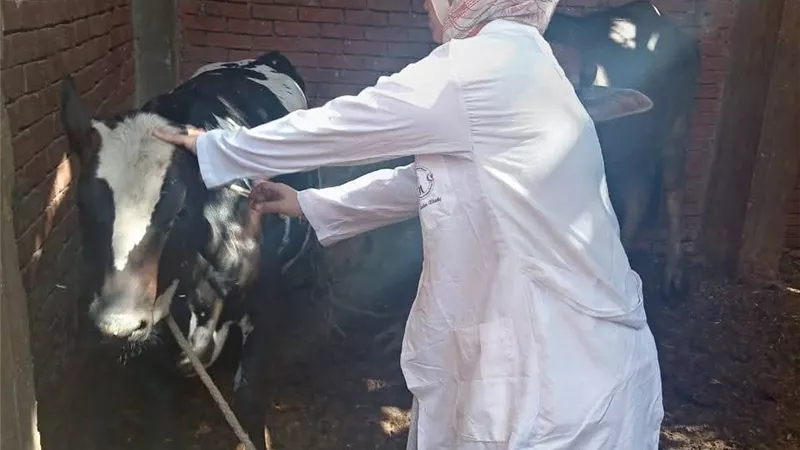 146 ألف رأس ماشية تحت الحماية في أكبر حملة تحصين بسوهاج