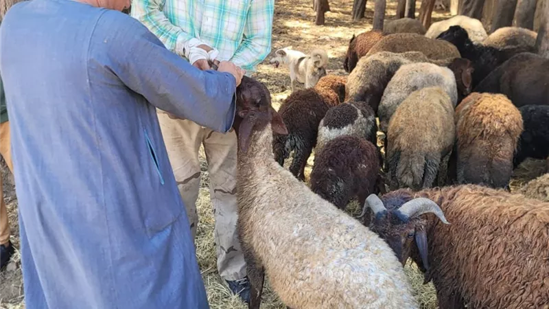  محافظ الغربية يتابع أعمال القافلة البيطرية العلاجية بكفر الزيات
