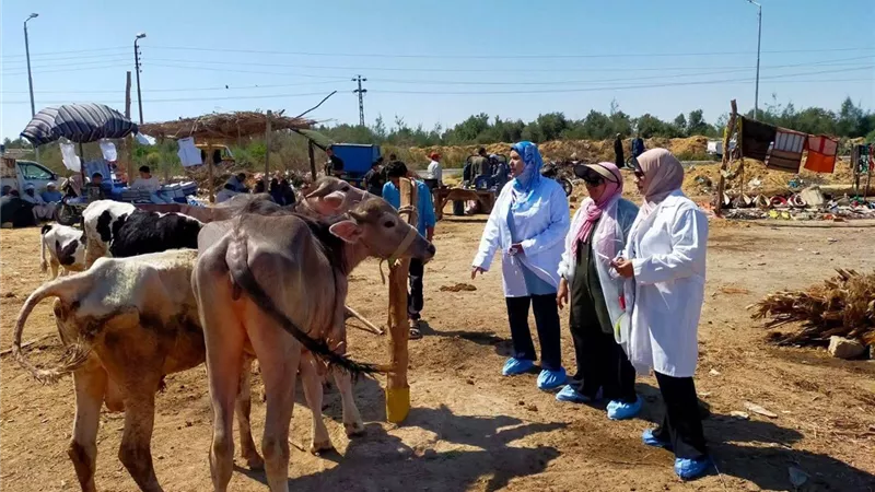حملات بيطرية مكثفة بسوق جنيفة بالسويس لمتابعة الحالة الصحية للماشية