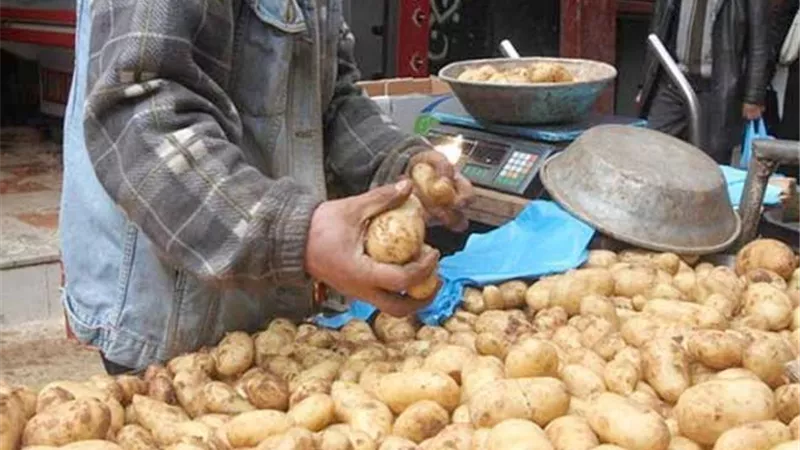 استقرار أسعار الخضروات والفاكهة بأسواق الغربية.. الطماطم والبطاطس 