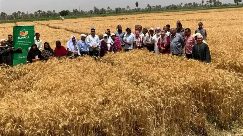 زراعة بنى سويف: ندوات ومدارس حقلية وتنفيذ مرور ميدانى خلال أسبوع 