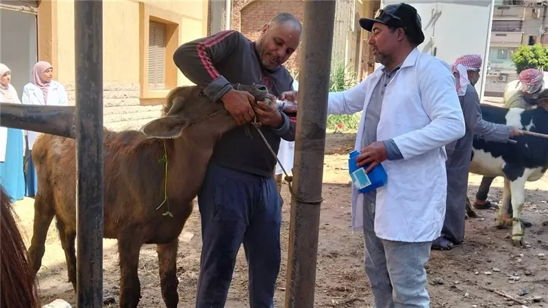 بيطري دمياط يحقق معدلات مميزة في الرعاية والعلاج ويعزز خدمات الثروة الحيوانية 
