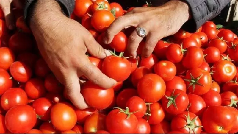 أفضل وقت لتناول الطماطم.. فوائد صحية عديدة تجنبك الحموضة