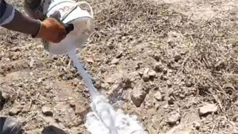 زراعة الإسكندرية تنفذ حاجز كيميائي لمكافحة النمل الأبيض ببرج العرب 