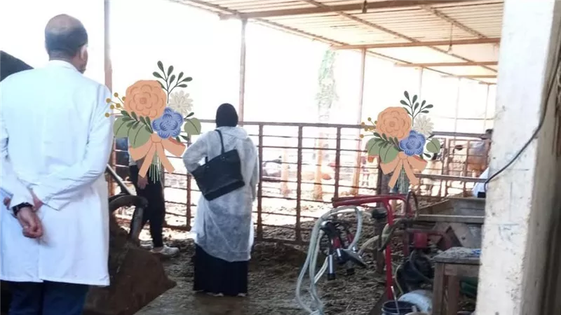 الطب البيطري بدمياط يواصل تحصين الماشية ضد الحمى القلاعية والوادي المتصدع