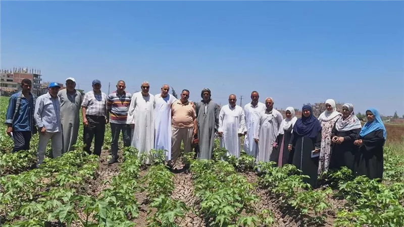 زراعة الشرقية: حملات مكثفة لحصر محلات المبيدات لمكافحة دودة الحشد الخريفية