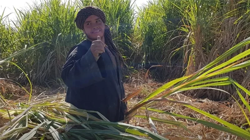قبل أشهر من الموسم الجديد.. مطالبات بصرف مستحقات مزارعي القصب بالأقصر 