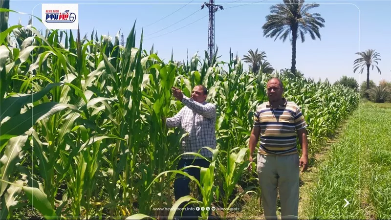 زراعة الفيوم: متابعة ميدانية لحقول الذرة الشامية بأبشواي وتقديم الدعم للمزارعي