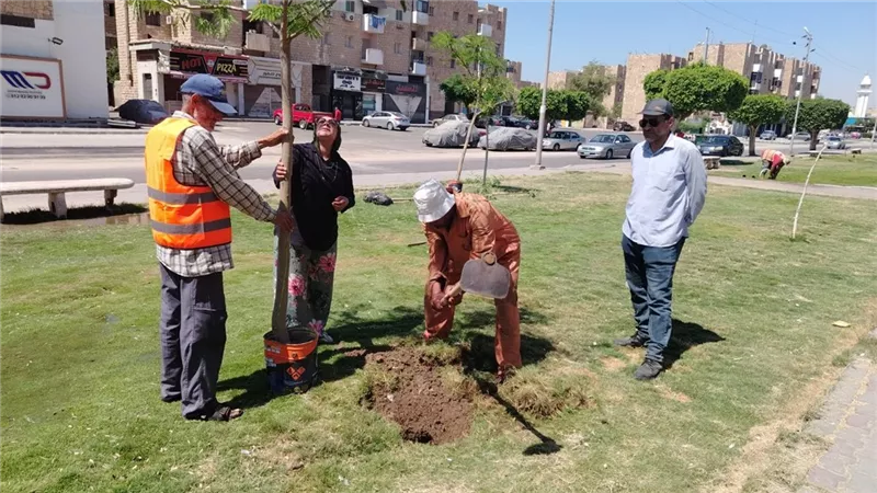 أشجار الأكاسيا والتيكوما والبونسيانا تزين الجزر الوسطى بالشارع التجاري بالإسماعيلية