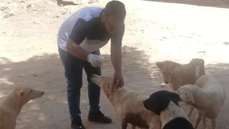مديرية الطب البيطرى بأسوان تكثف حملات تحصين الكلاب الحرة ضد مرض السعار