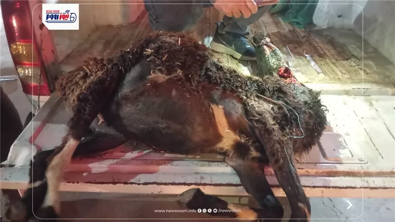 ضبط خروف نافق قبل بيعه للمواطنين في حملة تموينية بالفيوم
