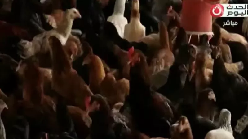 رئيس شعبة الدواجن: البيع بـ58 جنيها رغم أن التكلفة تصل إلى 75