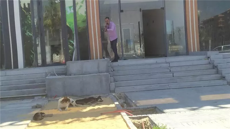 الطب البيطري بدمياط يواصل تحصين الكلاب الحرة بمدينة دمياط الجديدة ضد السعار