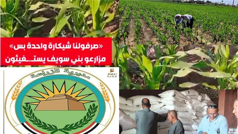 نقص الاسمدة شكوى واستغاثة مزارعين بنى سويف بانتظار تدخل وزير الزراعة |فيديو
