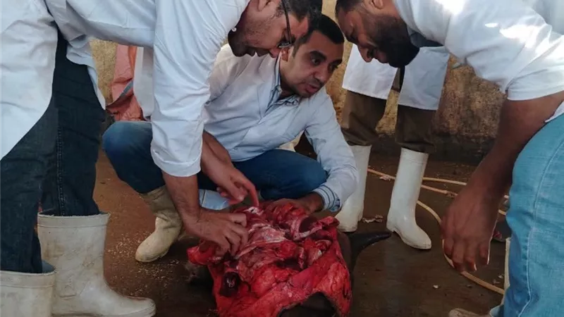 إعدام عجل جاموسي مصاب بالكامل بديدان الساركوسيست داخل مجزر في سوهاج