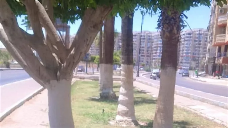 جهاز التجميل والحدائق يواصل دهان جذوع الأشجار بشارع الجلاء بالسويس 