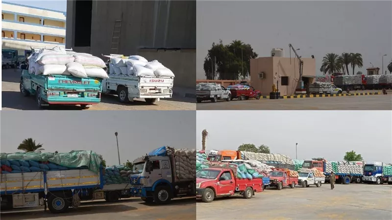 بنى سويف: 22 موقعا يستلم أكثر من 350 ألف طن قمح منذ بدء الموسم |صور