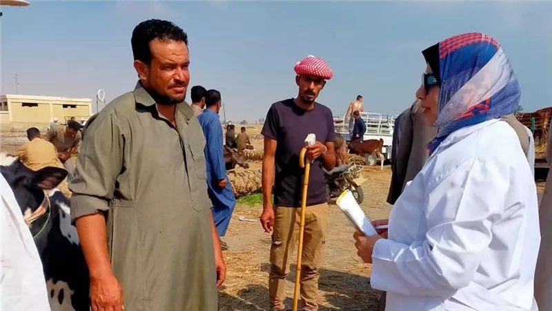 متابعة بيطرية بسوق جنيفة والكشف على الماشية والأغنام وتحصينها بالسويس