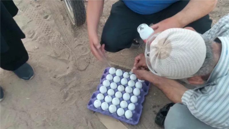 بالبيض المسموم.. حملة مكثفة لمكافحة الثعابين بالرمالي بمركز قويسنا بالمنوفية