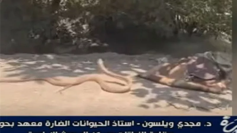 أستاذ حيوانات ضارة: الخوف من الثعابين أخطر من الثعابين نفسها أحيانا
