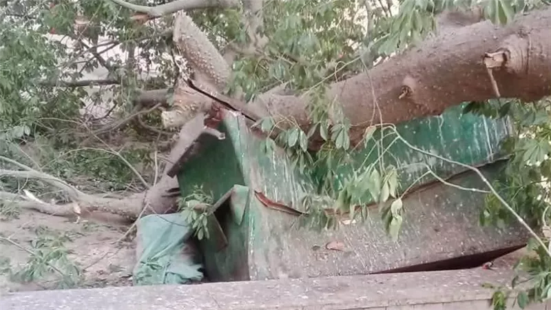 مصرع طفل اثر سقوط شجره عليه بكفر زلابية بمحافظة المنوفية