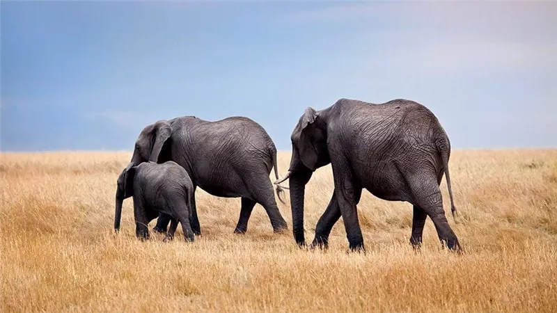 فيل بري يلاحق عائلة نيبالية لـ12 عامًا.. مأساة تنتهي بمقتل زوجة الابن والحفيد