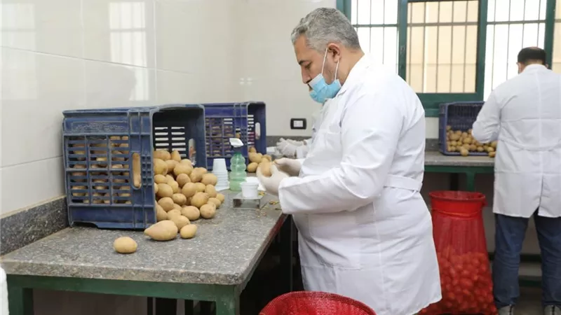 «الزراعة» تفحص مليون طن بطاطس و68 ألف طن تقاوي للموسم الجديد