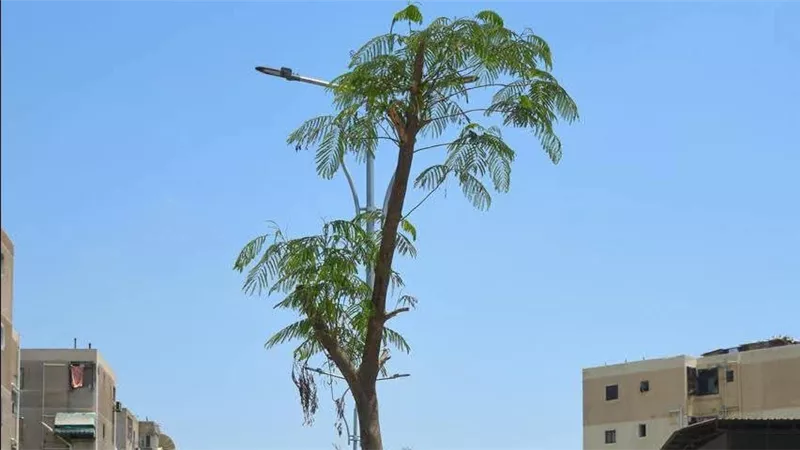 محافظ بورسعيد يتابع أعمال زراعة أشجار ونباتات البونسيانا بشارع محمد حسني مبارك