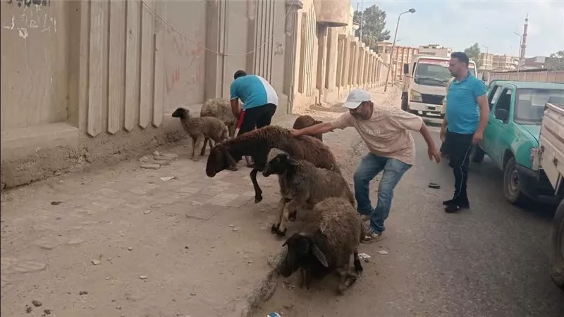 محافظة بورسعيد تمنع سير الماشية والدواب بالشوارع حفاظًا على الأرواح ومظهرها