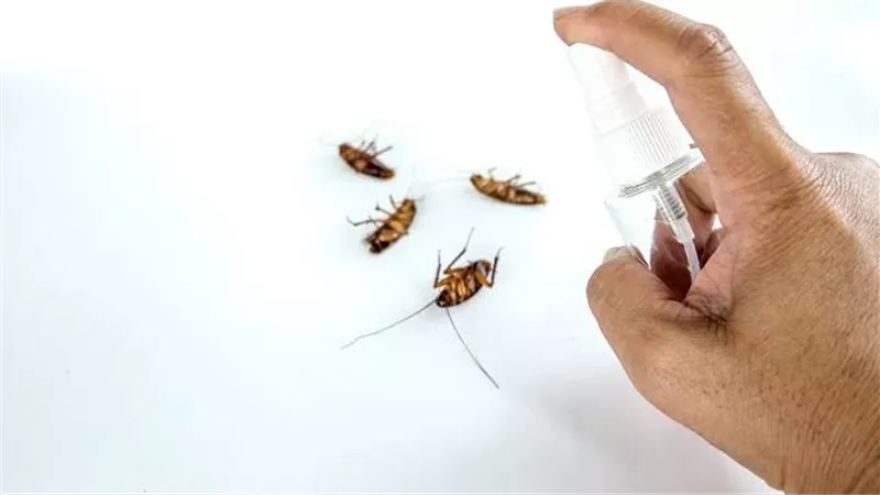 وداعًا لحشرات الصيف.. حلول ذكية وآمنة لحماية كل غرفة في منزلك