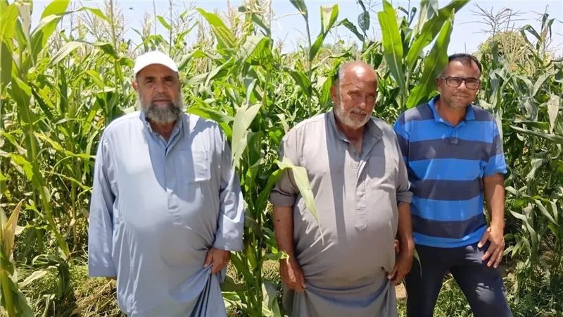 الإرشاد الزراعي بالإسماعيلية يتابع حقول 