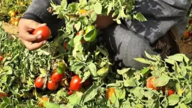 حاتم النجيب: القبة الحرارية لم تؤثر على وفرة الخضروات الحالية|خاص