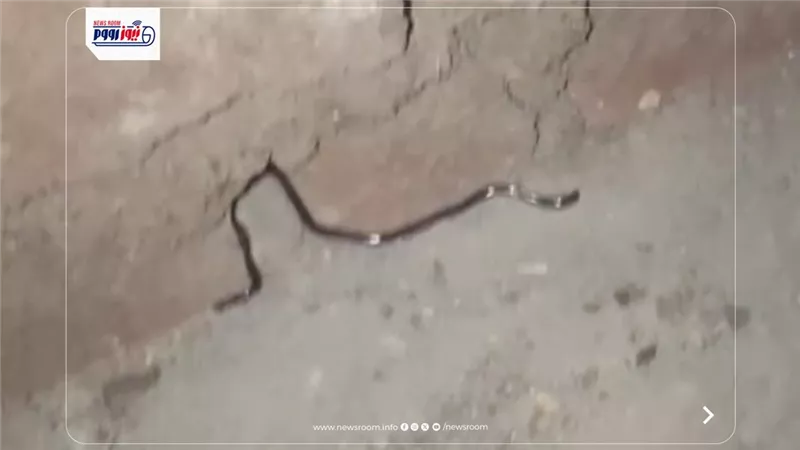ظهور ثعبان ضخم بقرية أبوناعورة في سنورس.. والأهالي ينجحون في القضاء عليه