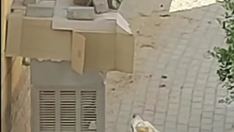 الكلب بيجري وراه.. ظهور نسناس تائه بالتجمع يثير دهشة المواطنين بشدة