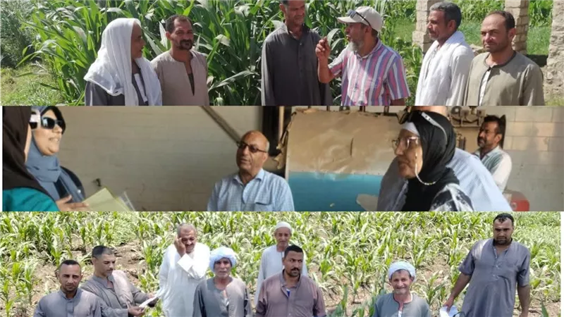 فحص 274 فدان من محصول القطن ومراجعة أرصدة جمعيات بنى سويف من الأسمدة     